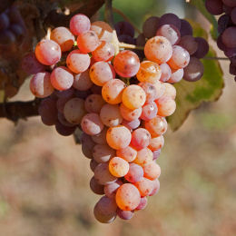 Videira de uva-de-mesa Chasselas rosé